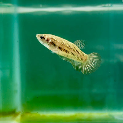 Plakat Alien Samurai Female Betta A218
