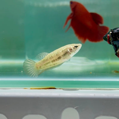Plakat Alien Samurai Female Betta A218