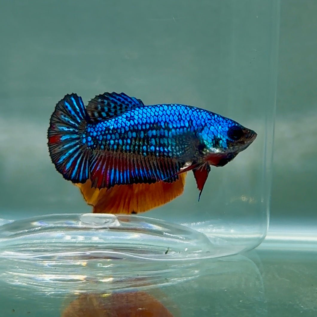 Plakat Alien Samurai Betta Hembra #Au30