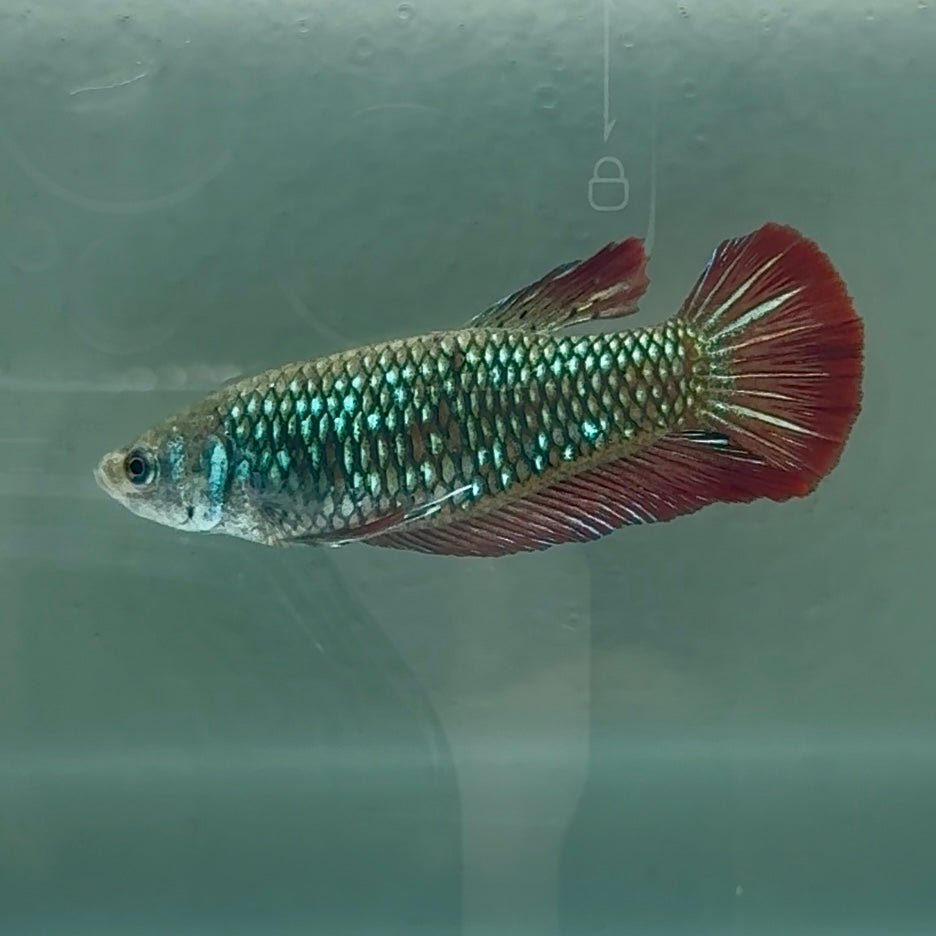 Plakat Alien Samurai Female Betta Au85 Female betta