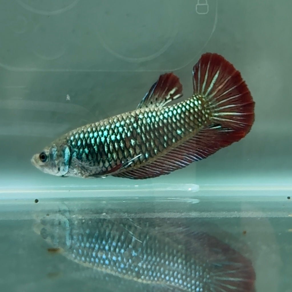 Plakat Alien Samurai Female Betta Au85 Female betta