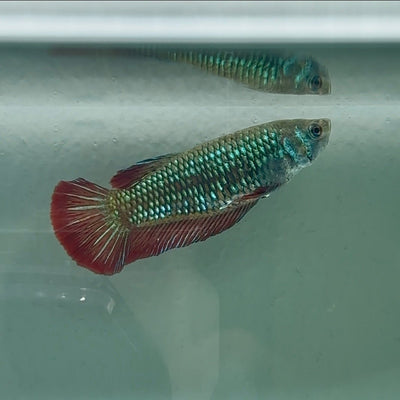 Plakat Alien Samurai Female Betta Au85 Female betta