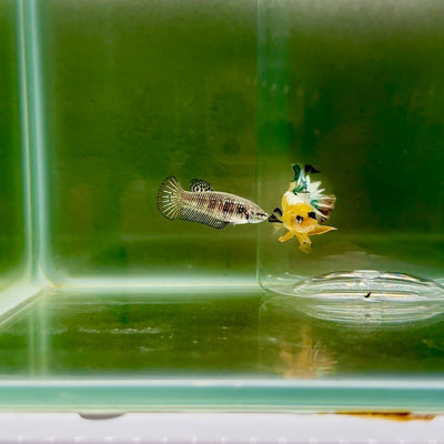 Plakat Alien Samurai Female Betta F28