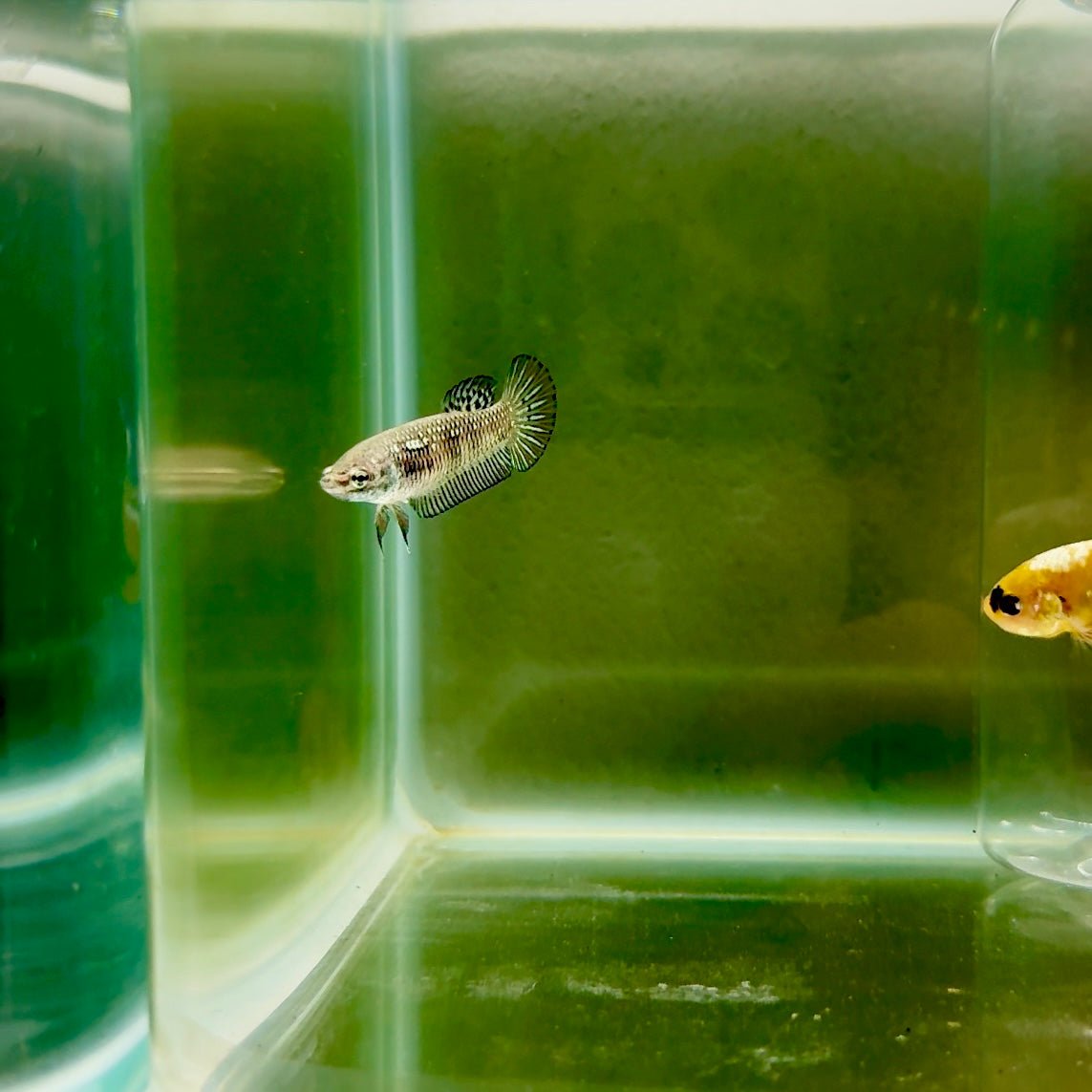 Plakat Alien Samurai Female Betta F28