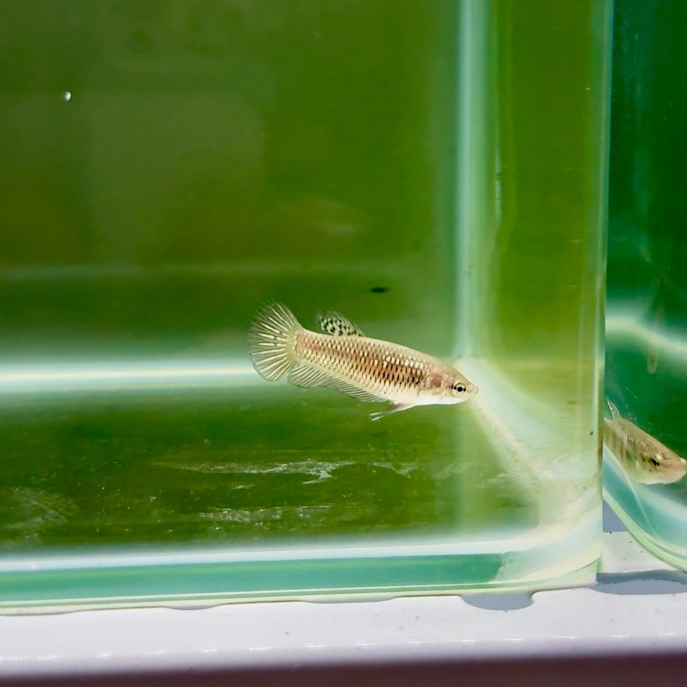 Plakat Alien Samurai Female Betta F28