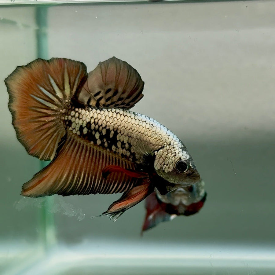 Plakat Alien Samurai Male Betta 10 Live Betta Fish Male betta