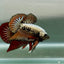 Plakat Alien Samurai Male Betta 10 Live Betta Fish Male betta