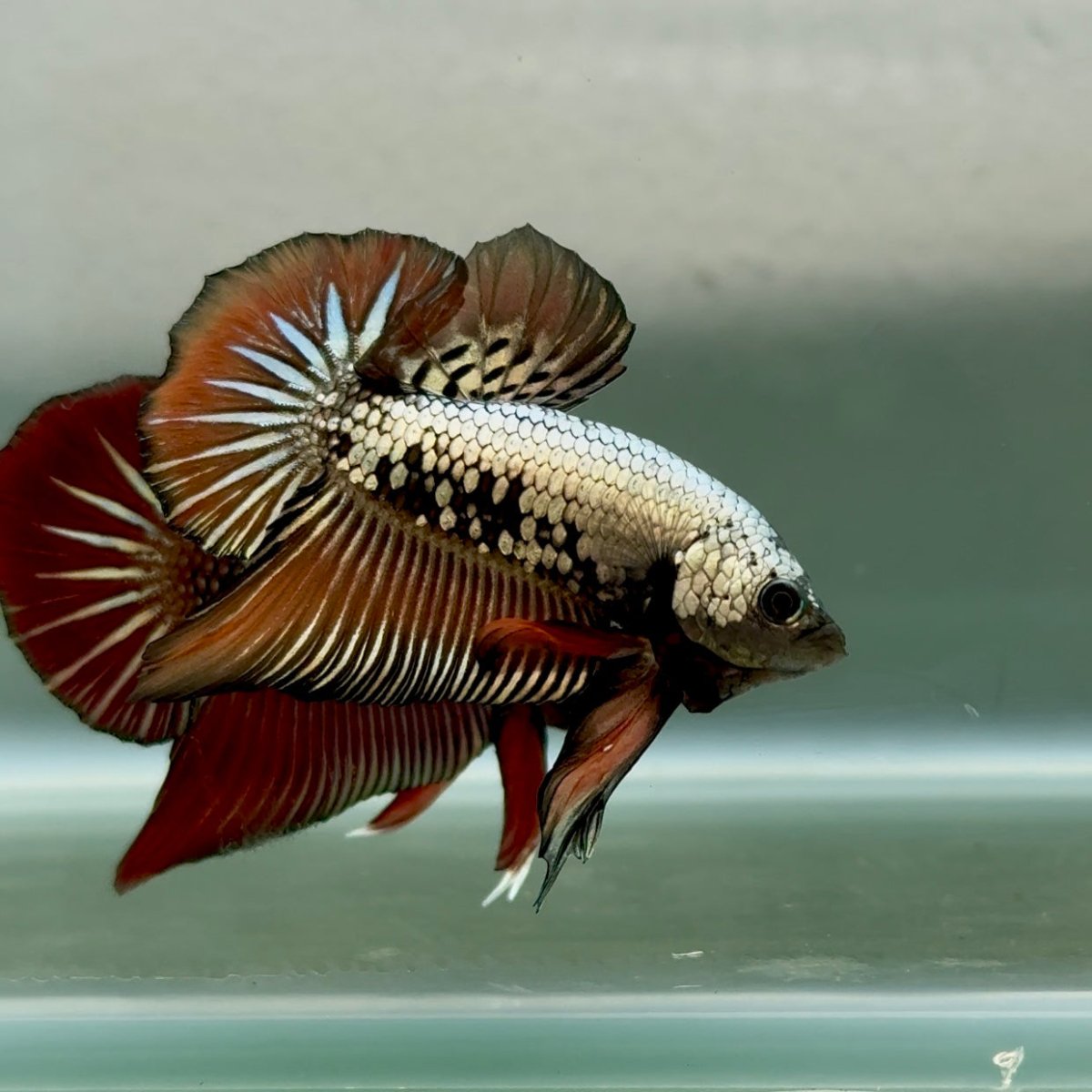 Plakat Alien Samurai Male Betta #10