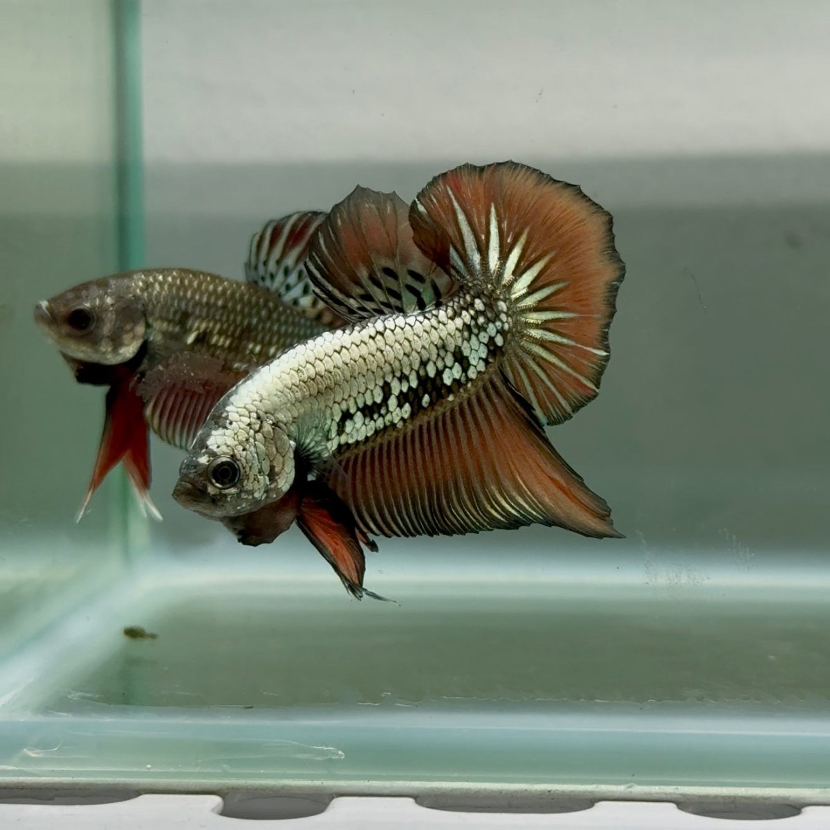 Plakat Alien Samurai Male Betta #10