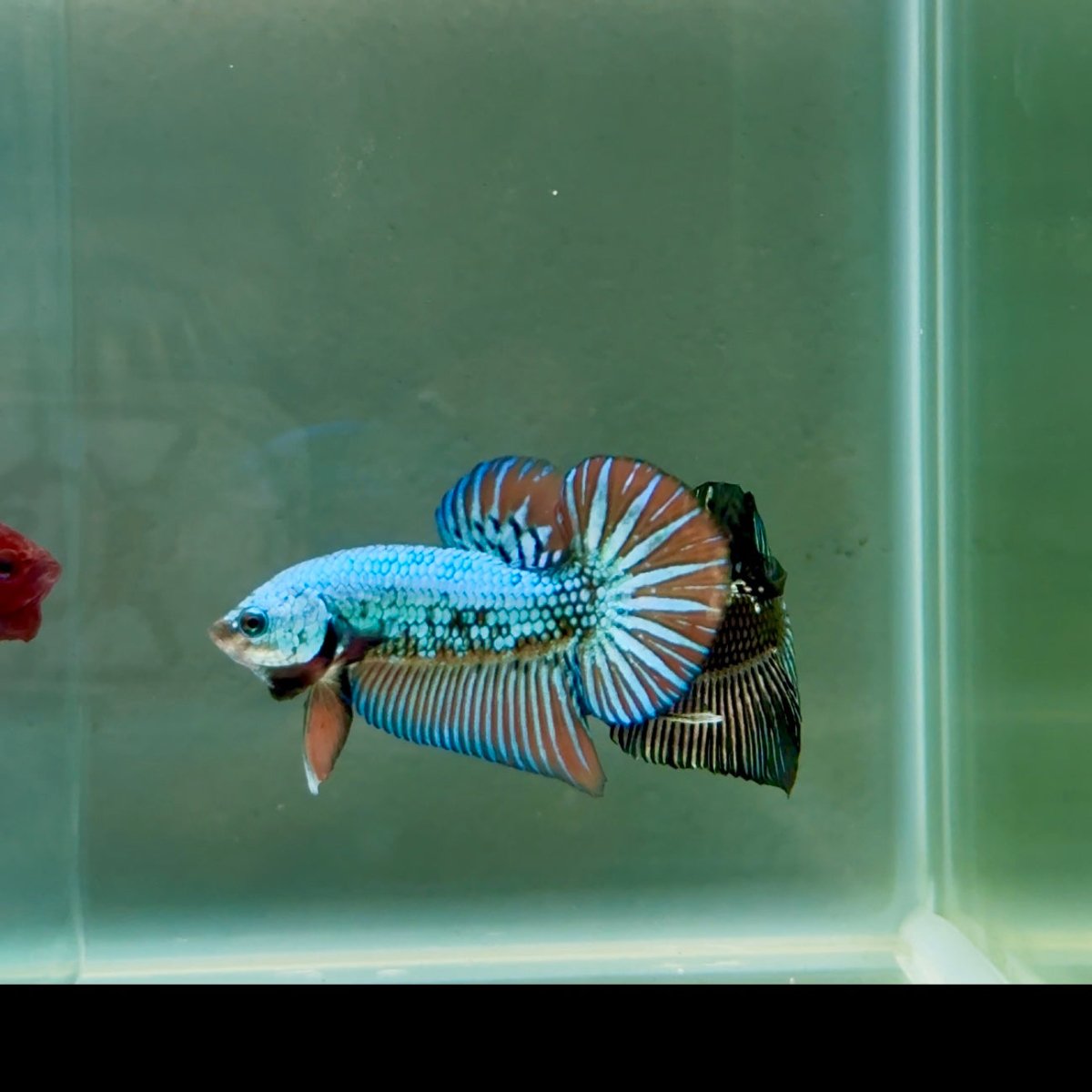 Plakat Alien Samurai Male Betta A207