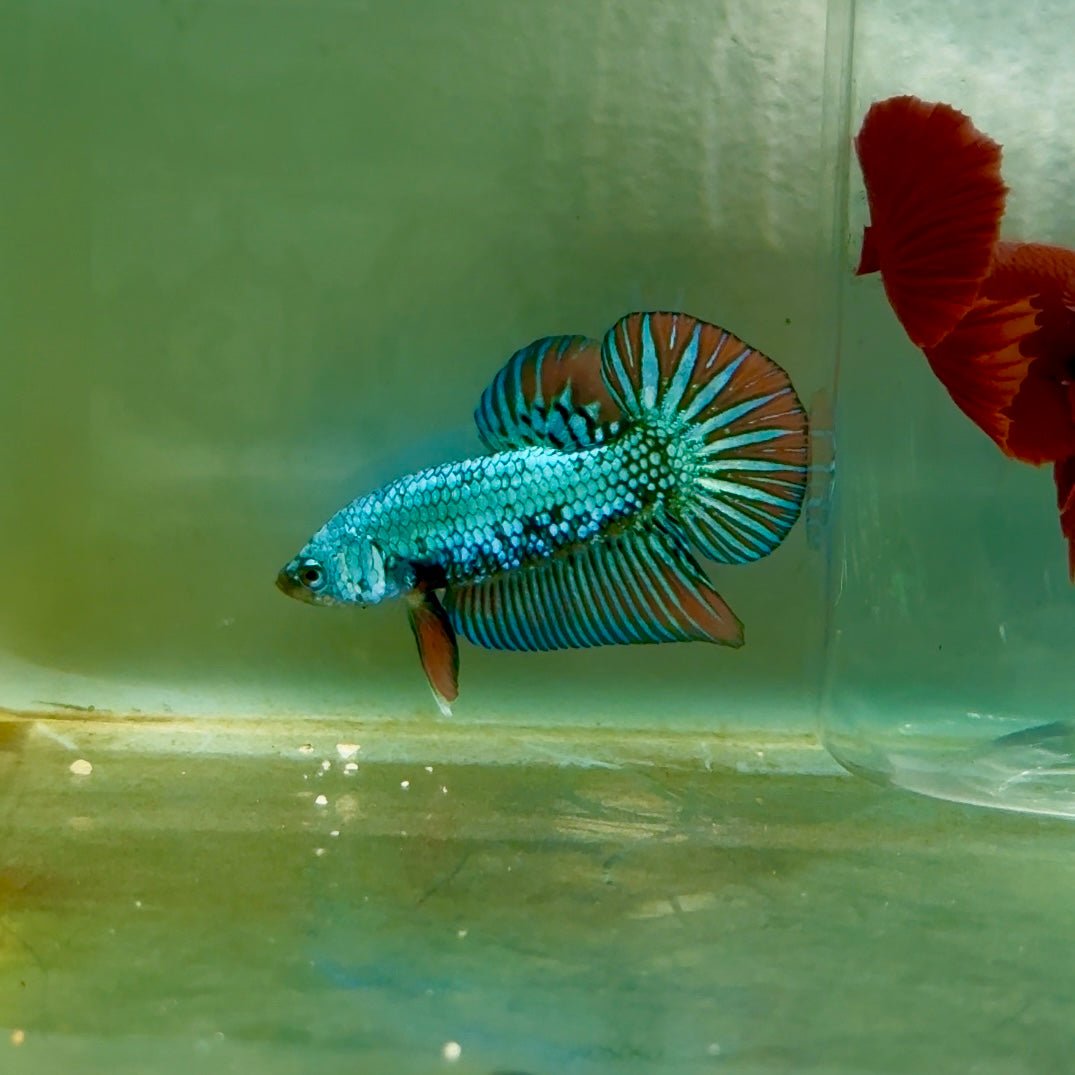 Plakat Alien Samurai Male Betta A207