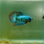 Plakat Alien Samurai Male Betta A207