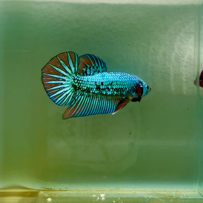 Plakat Alien Samurai Male Betta A207