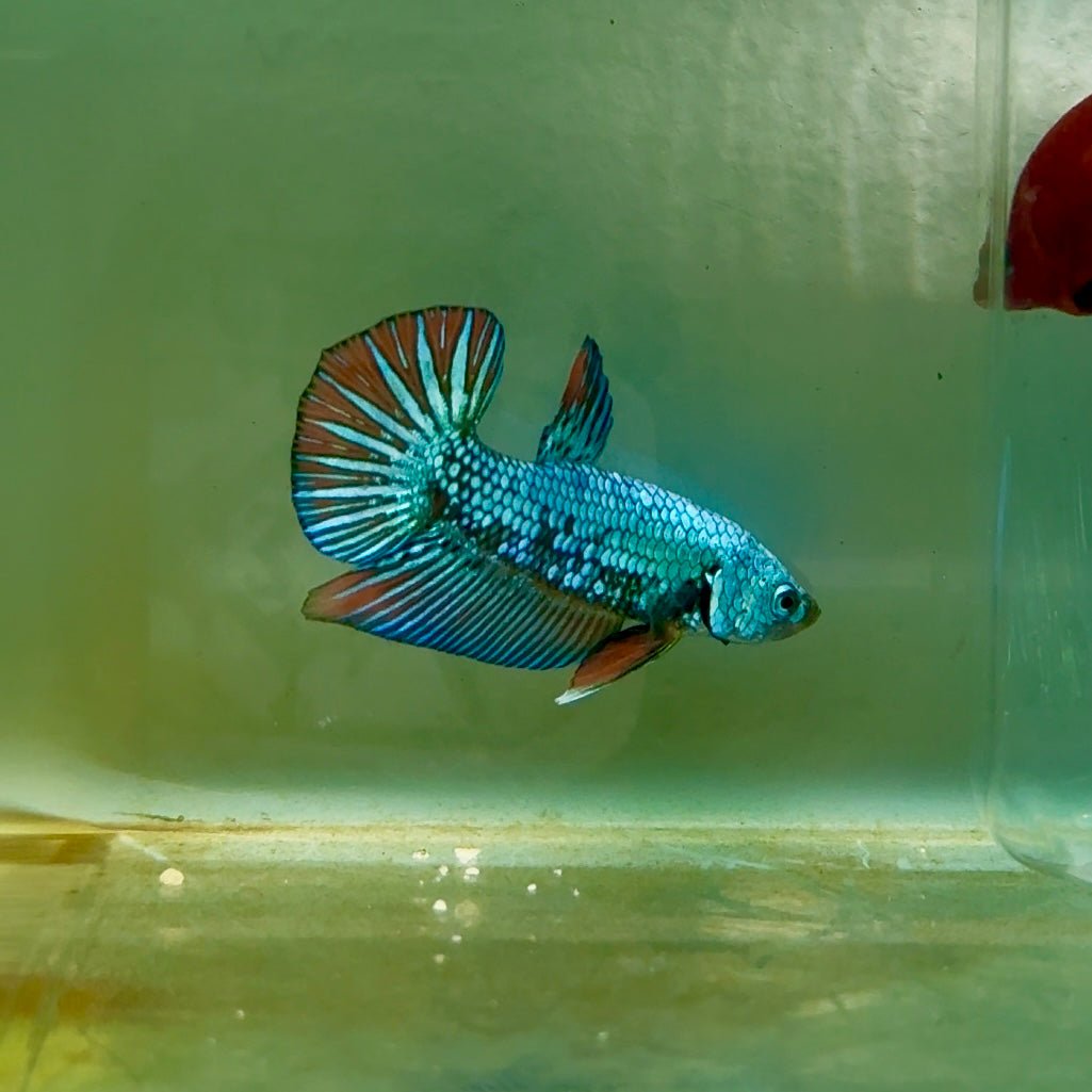 Plakat Alien Samurai Male Betta A207