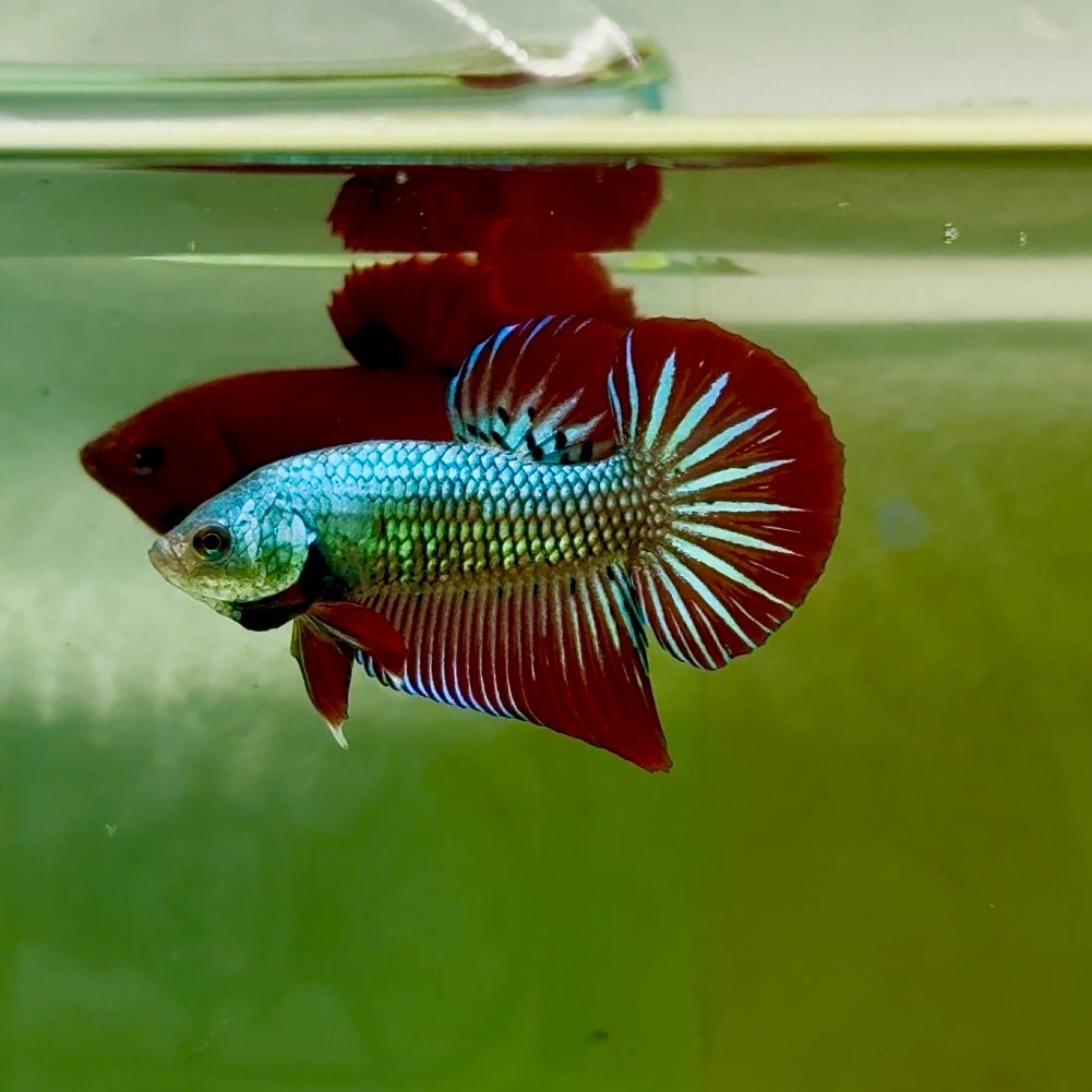 Plakat Alien Samurai Male Betta #A208