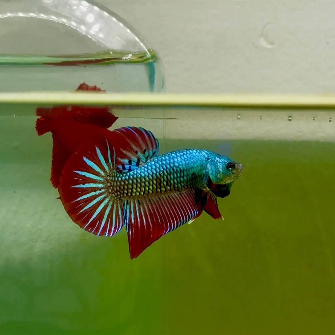 Plakat Alien Samurai Male Betta #A208