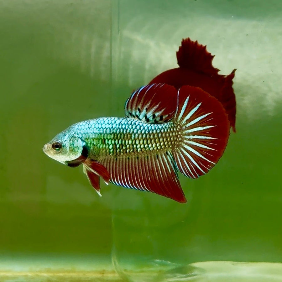 Plakat Alien Samurai Male Betta A208