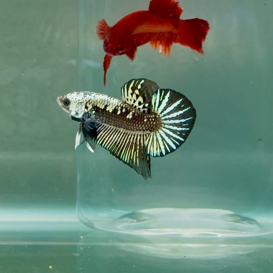 Plakat Alien Samurai Male Betta #A209
