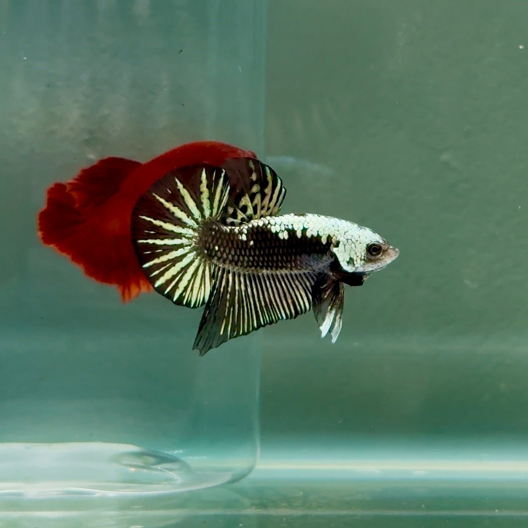 Plakat Alien Samurai Male Betta #A209