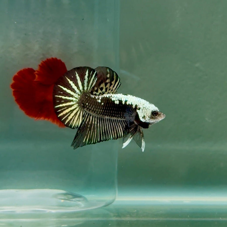 Plakat Alien Samurai Male Betta A209