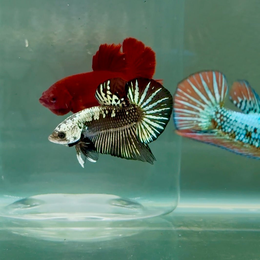 Plakat Alien Samurai Male Betta #A209