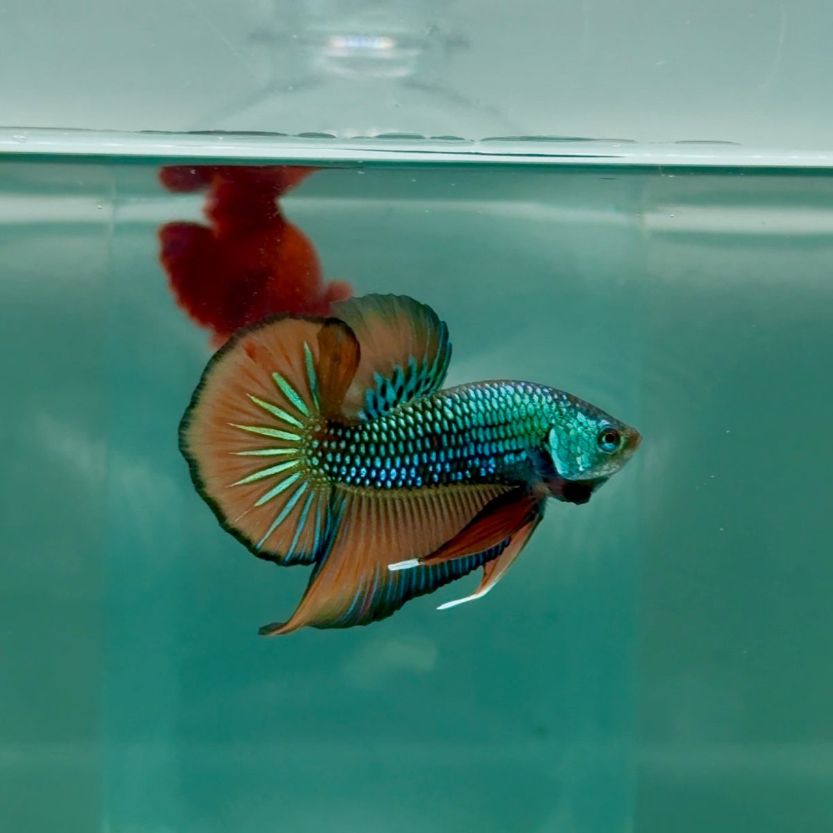 Plakat Alien Samurai Male Betta #A210