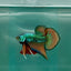 Plakat Alien Samurai Male Betta A210