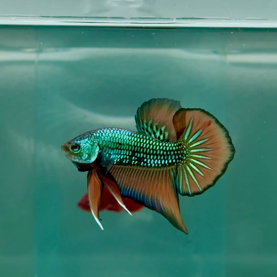Plakat Alien Samurai Male Betta A210