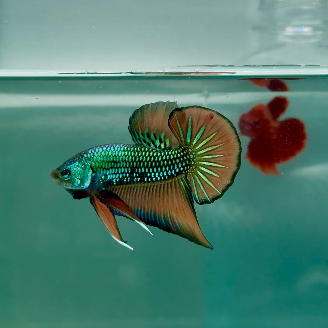 Plakat Alien Samurai Male Betta #A210