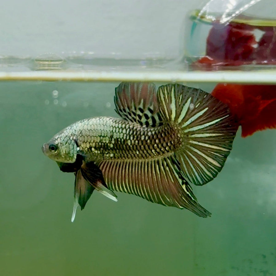 Plakat Alien Samurai Male Betta A211