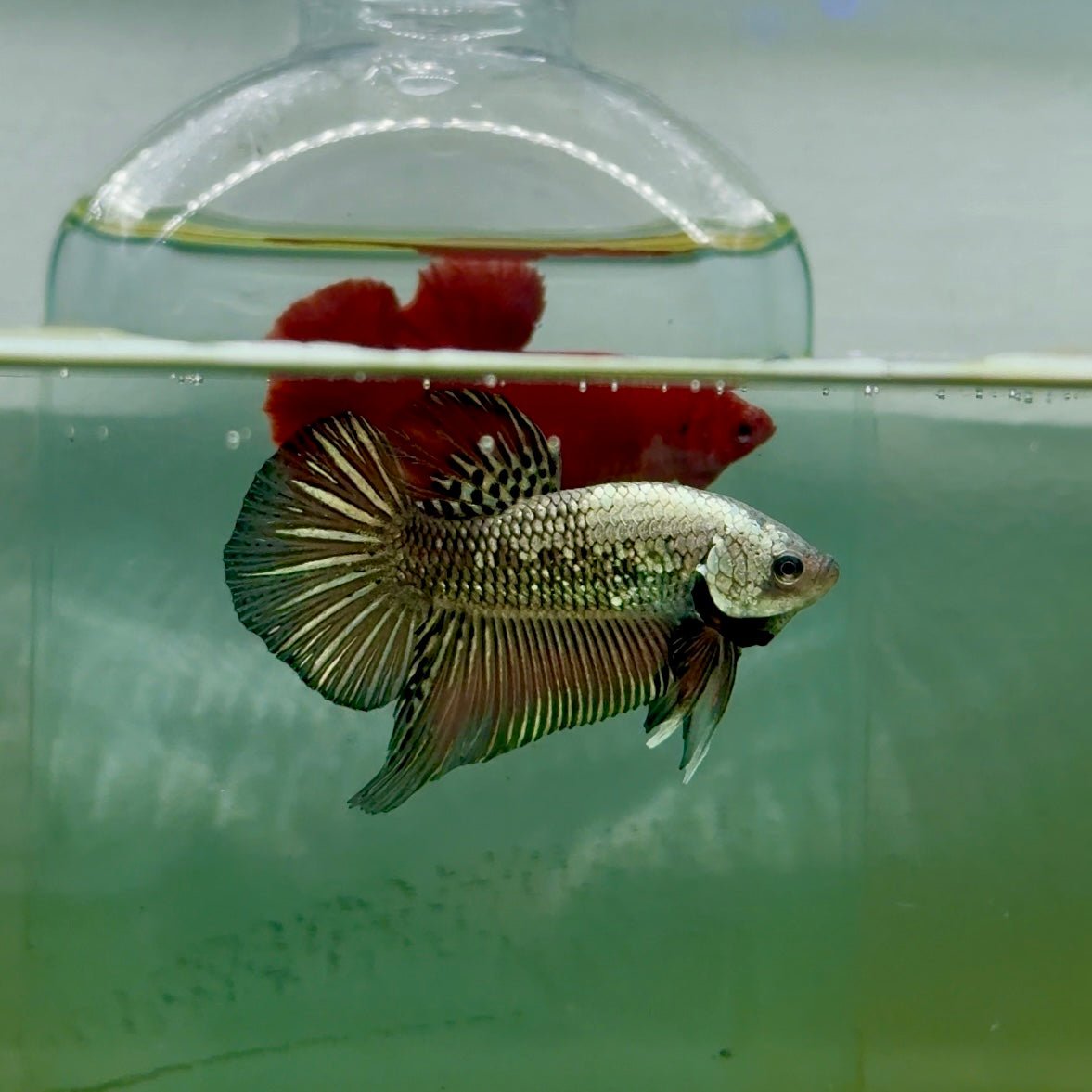 Plakat Alien Samurai Male Betta #A211
