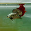 Plakat Alien Samurai Male Betta A211