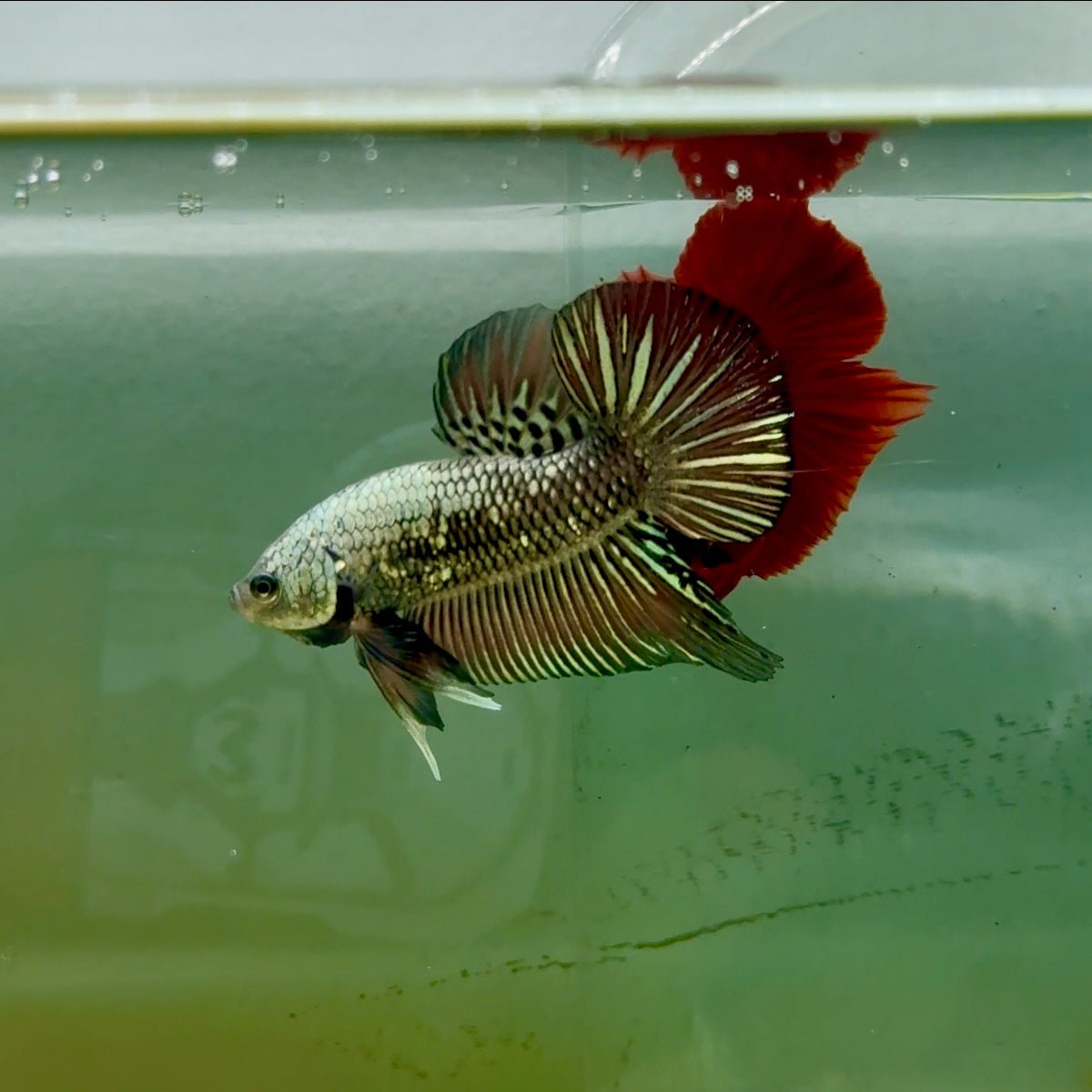 Plakat Alien Samurai Male Betta #A211