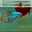 Plakat Alien Samurai Male Betta A212