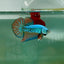 Plakat Alien Samurai Male Betta A212