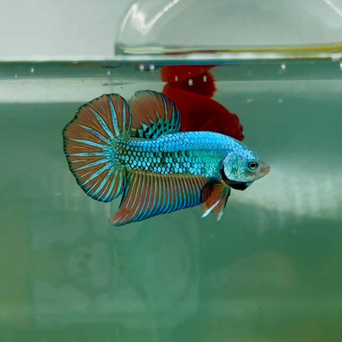 Plakat Alien Samurai Male Betta A212