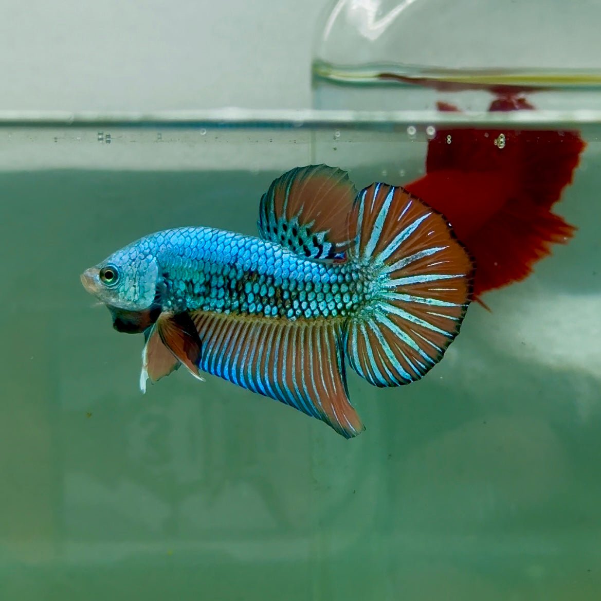 Plakat Alien Samurai Male Betta A212