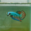 Plakat Alien Samurai Male Betta A212
