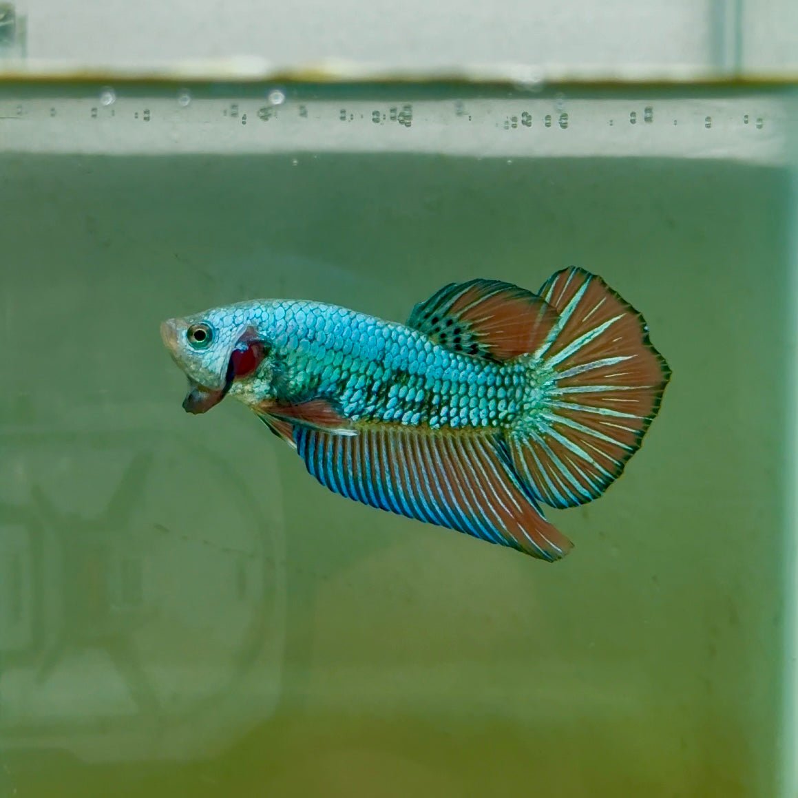 Plakat Alien Samurai Male Betta A212