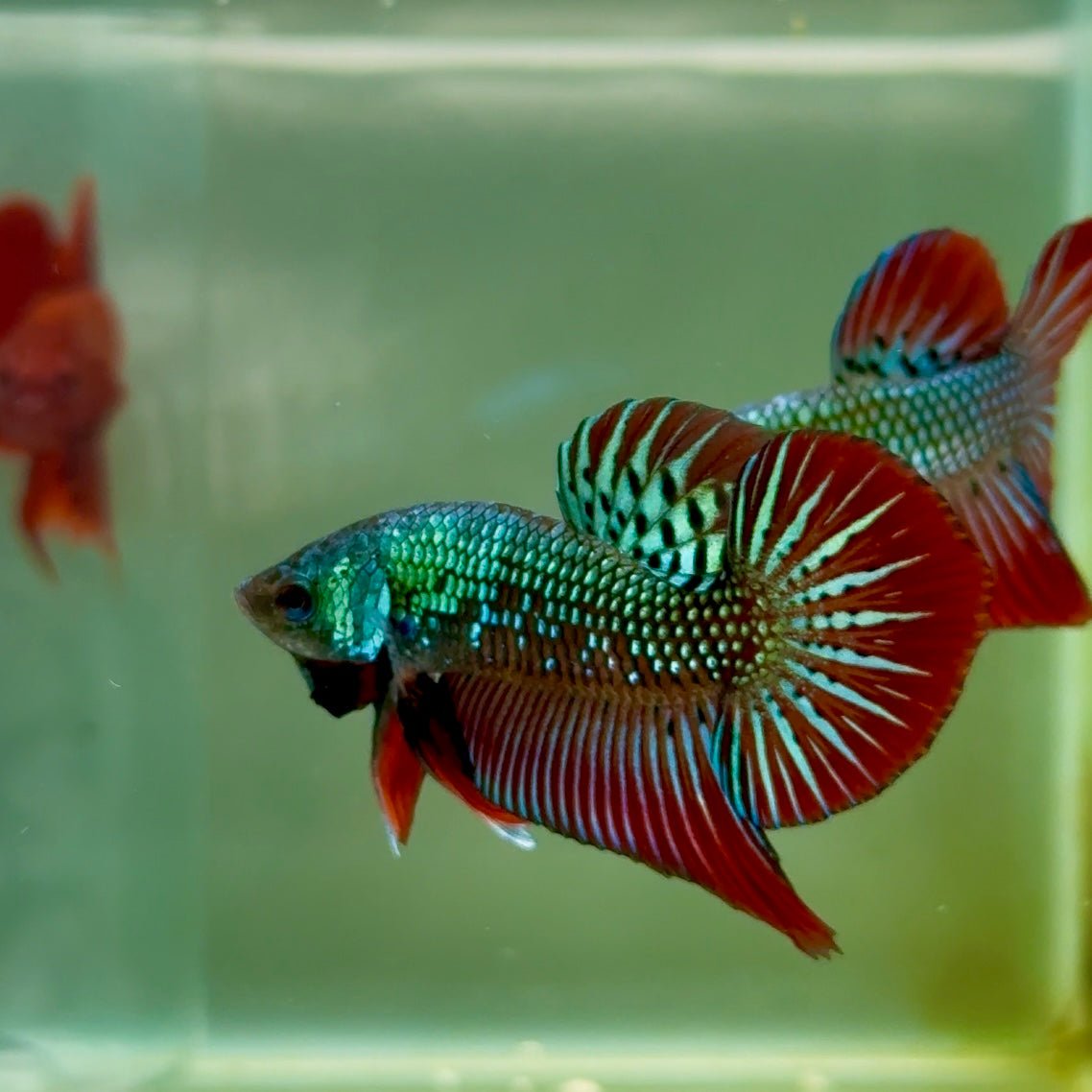 Plakat Alien Samurai Male Betta A213