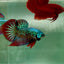 Plakat Alien Samurai Male Betta A213