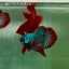 Plakat Alien Samurai Male Betta A213