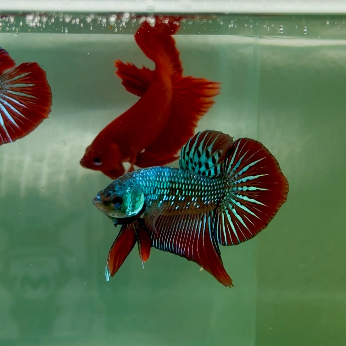 Plakat Alien Samurai Male Betta A213