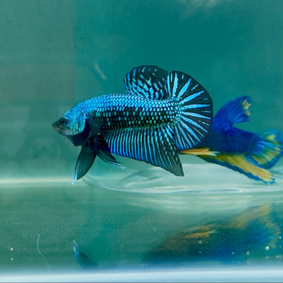 Plakat Alien Samurai Male Betta A223