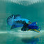 Plakat Alien Samurai Male Betta A223