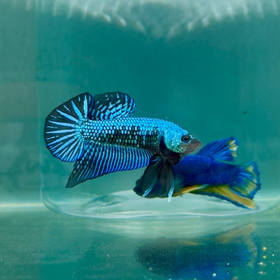 Plakat Alien Samurai Male Betta A223