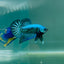 Plakat Alien Samurai Male Betta A223