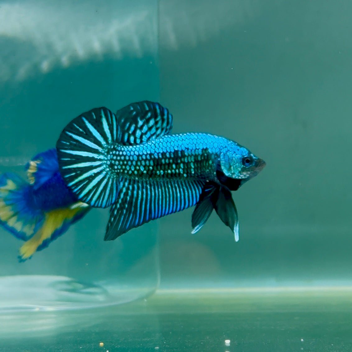 Plakat Alien Samurai Male Betta A223