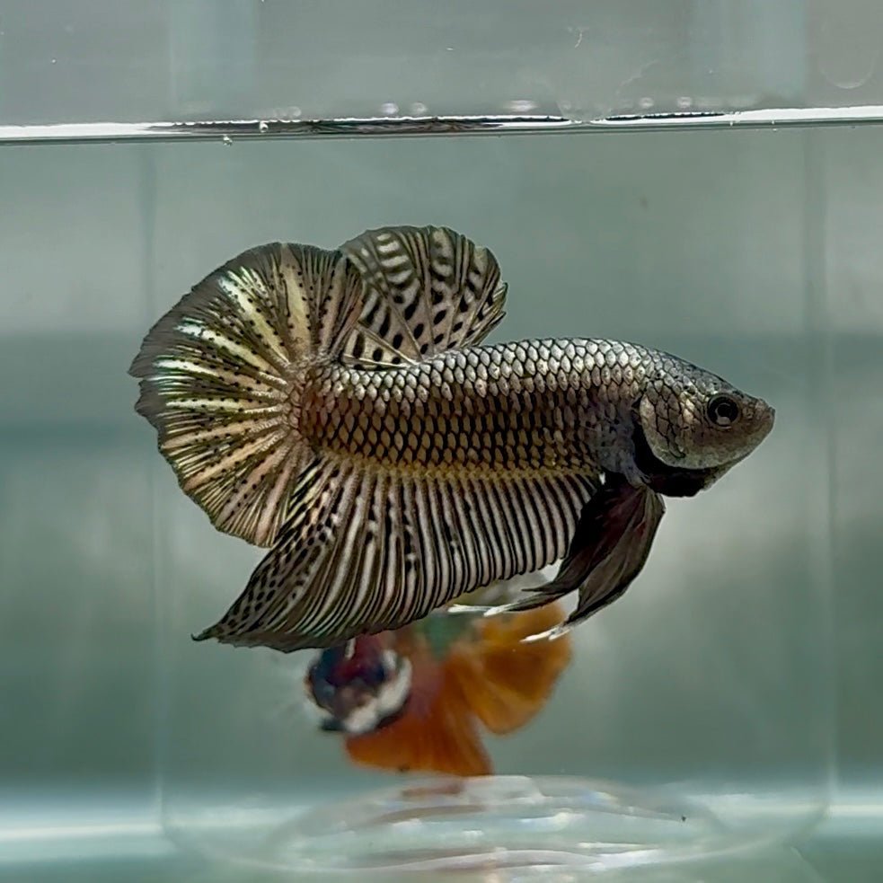 Plakat Alien Samurai Male Betta Au91 Live Betta Fish Male betta