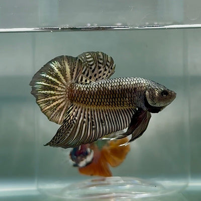 Plakat Alien Samurai Male Betta Au91 Live Betta Fish Male betta